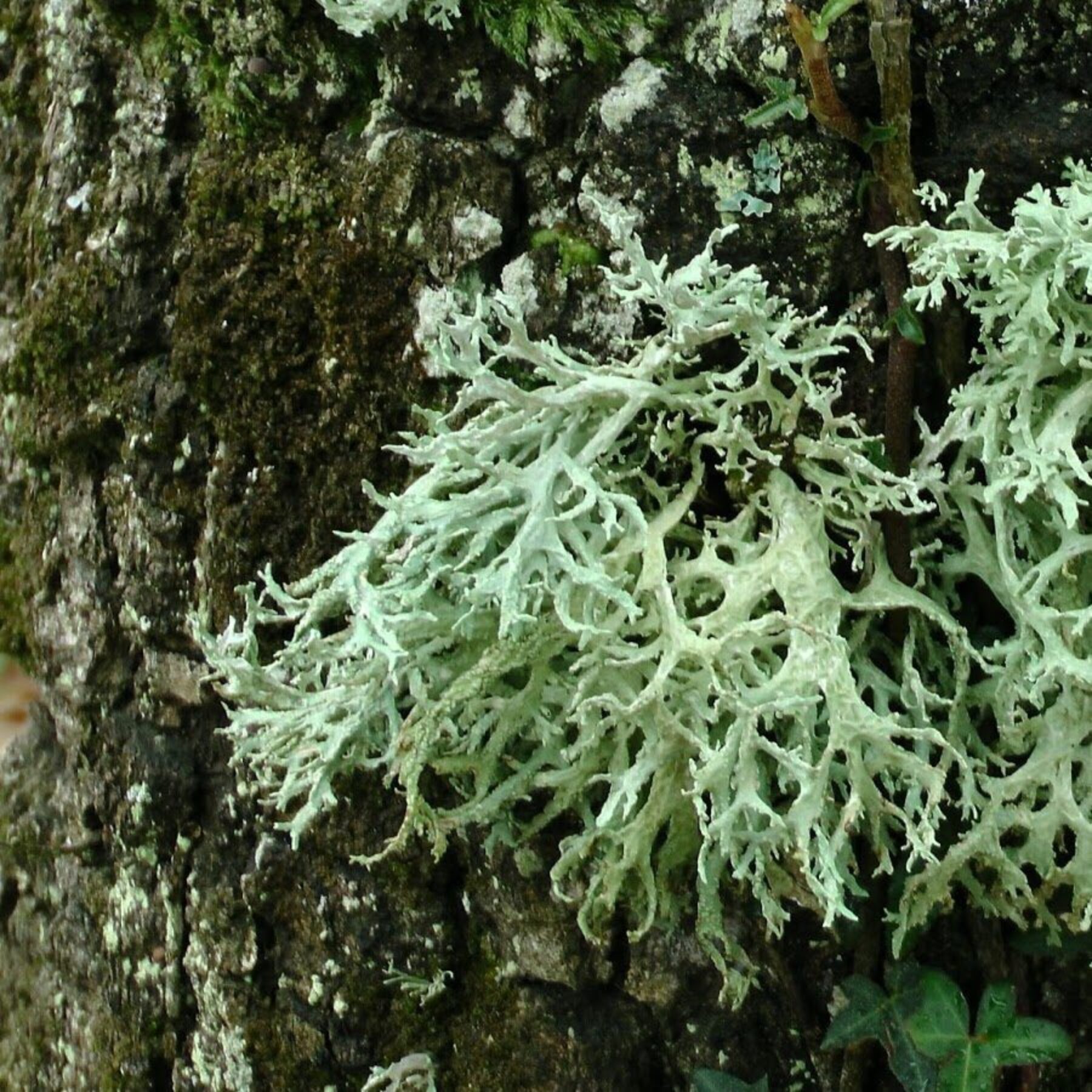 Oakmoss