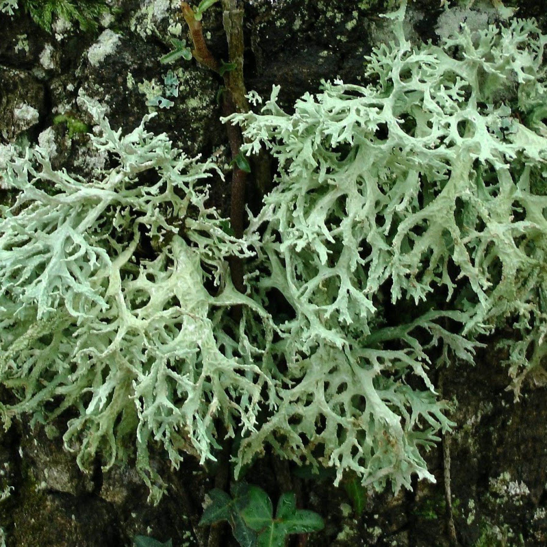 Oakmoss