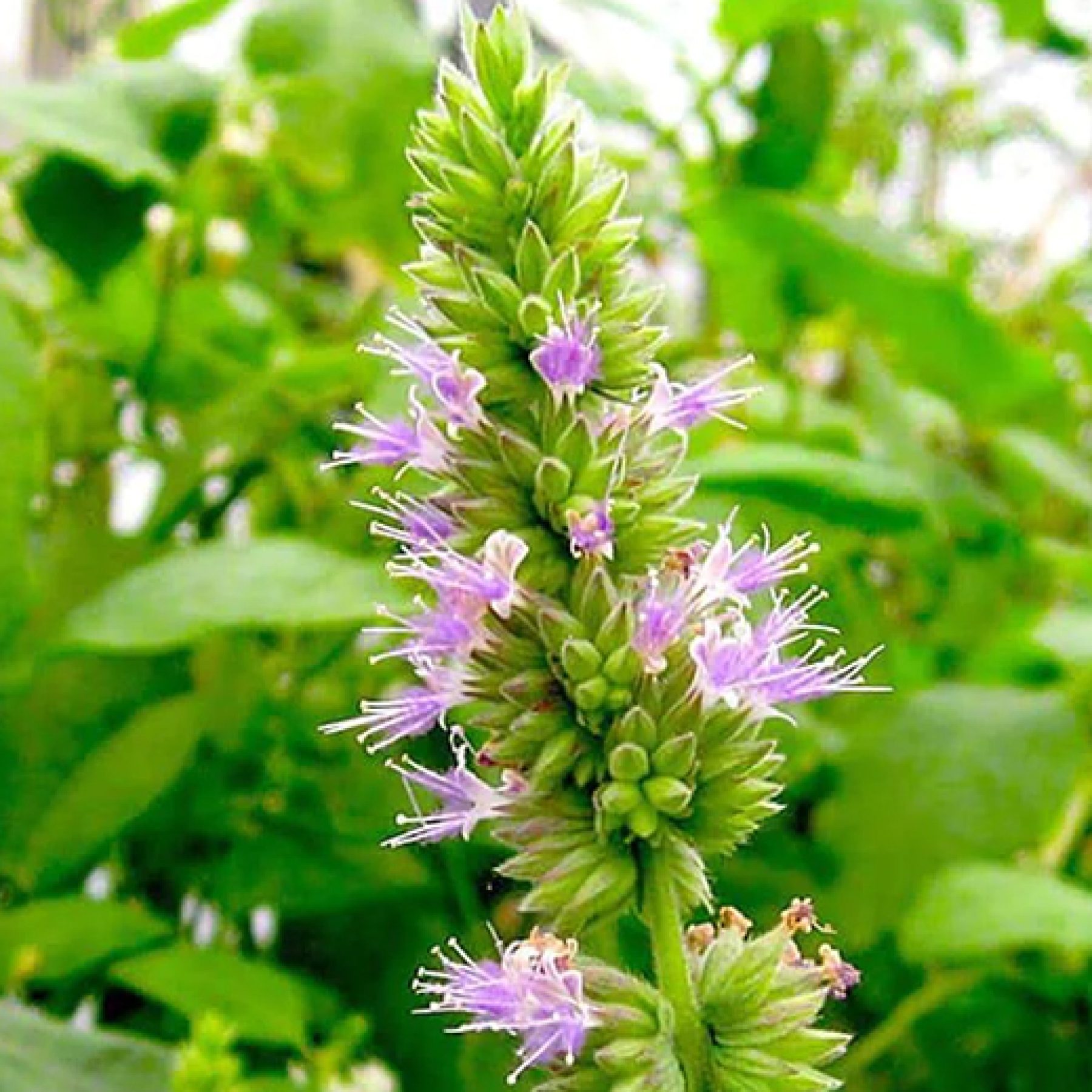 Patchouli