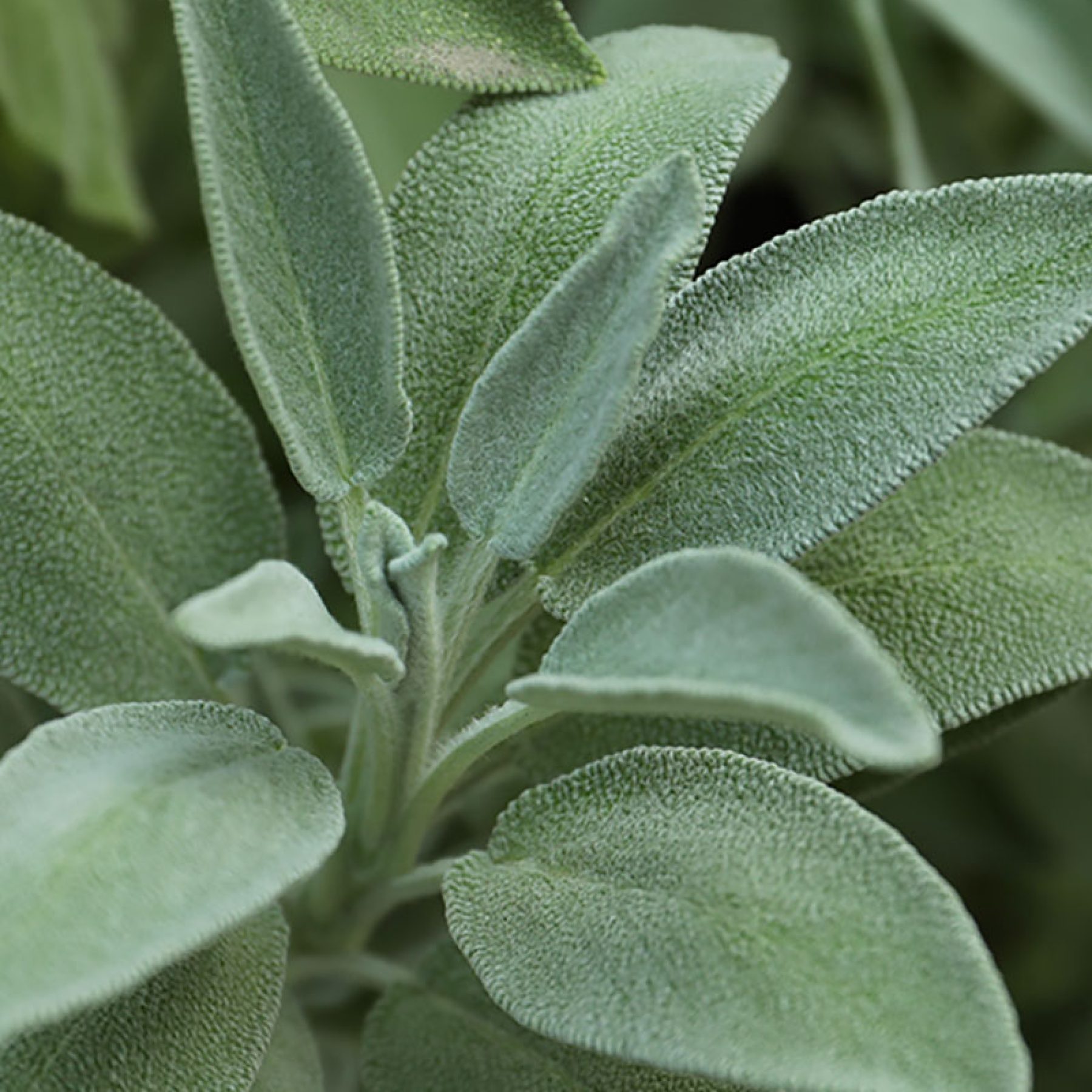 sage