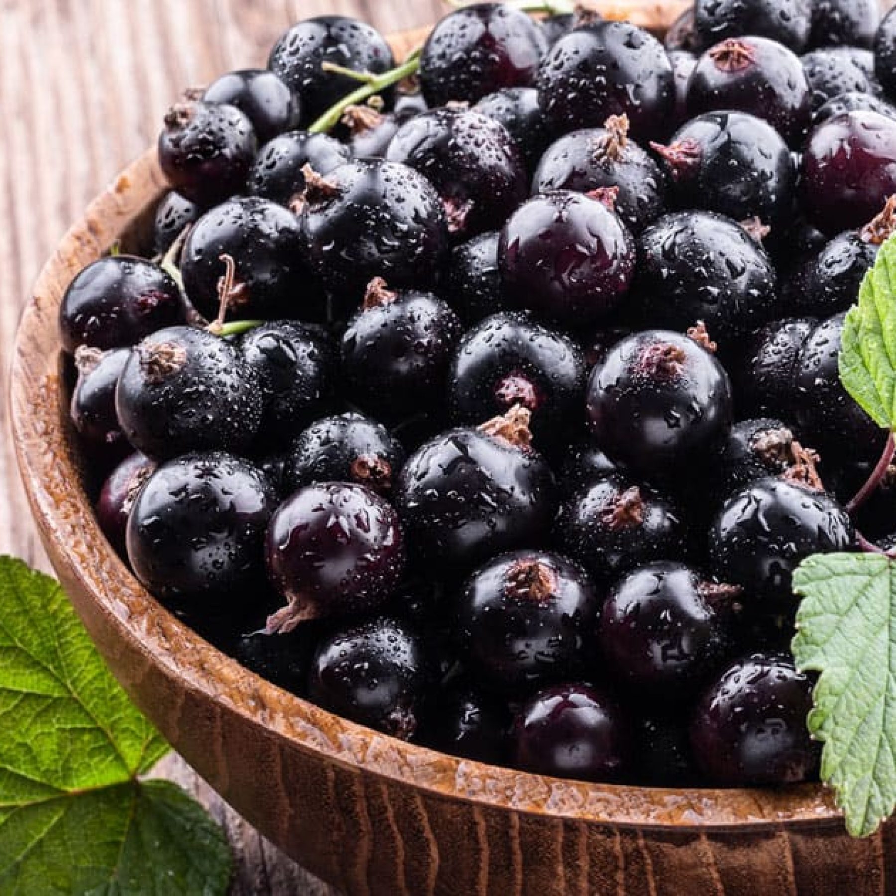 Black currant