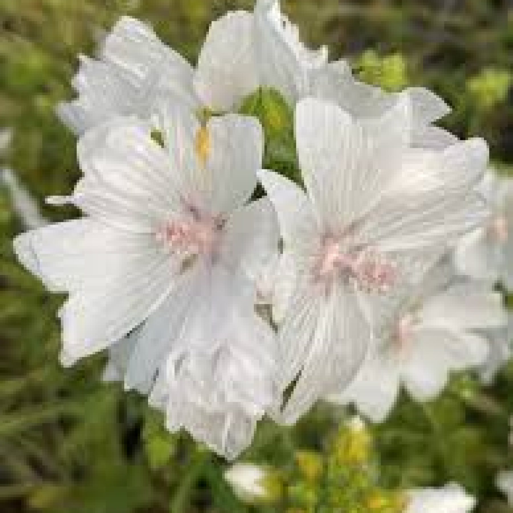 White Musk