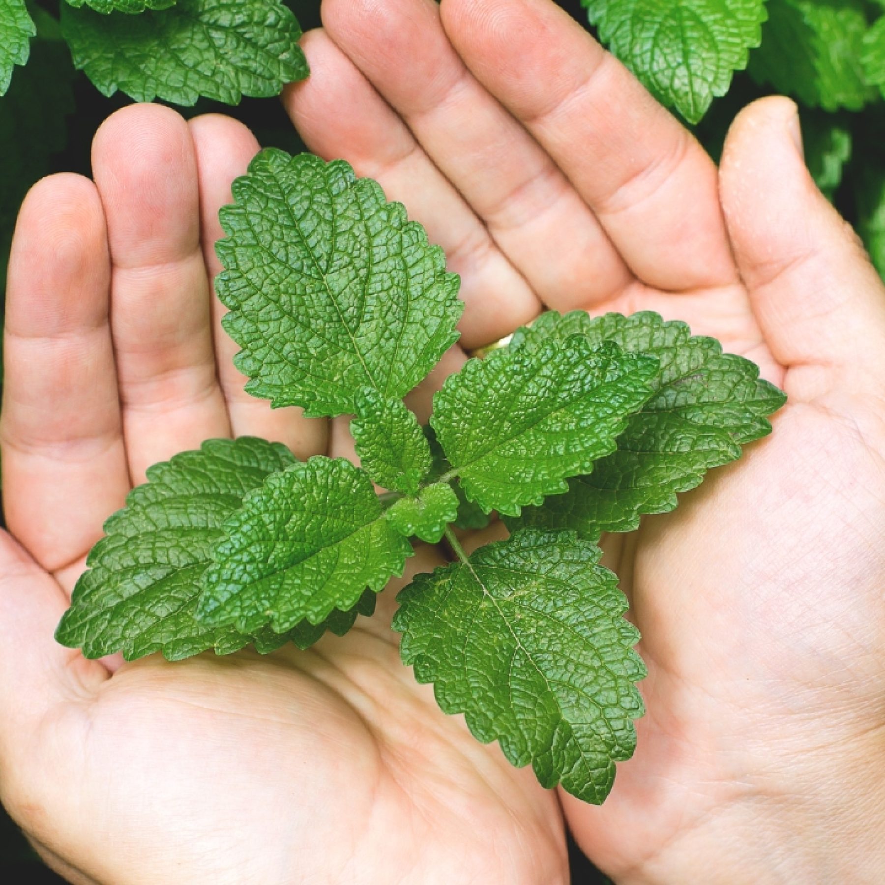 Mint