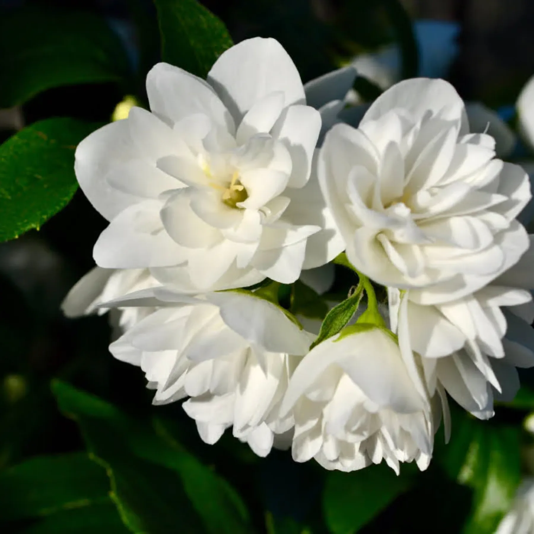 Jasmine